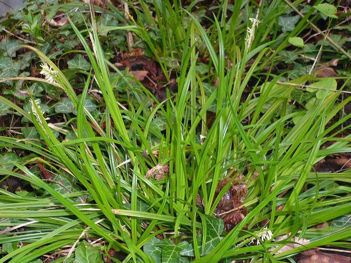 Carex sylvatica subsp. sylvatica (Cyperaceae)